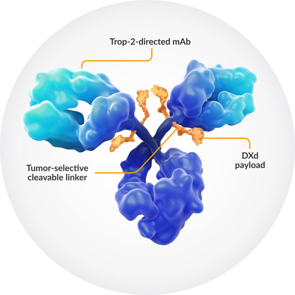 This image depicts DATROWAY® and its 3 components: a Trop-2-directed monoclonal antibody, a tumor-selective cleavable linker, and the DXd payload