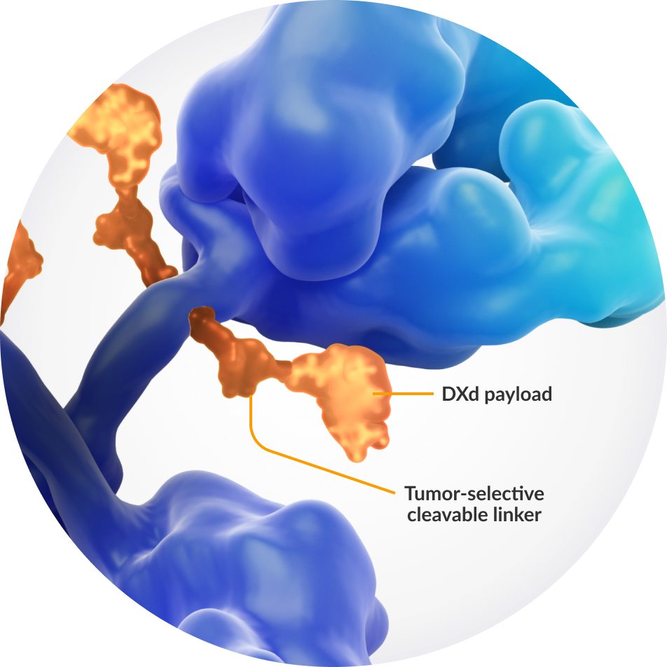 Tumor-selective clevable linker